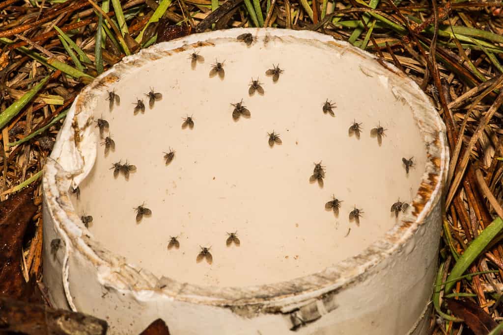 Falena Vola in un tubo di scarico