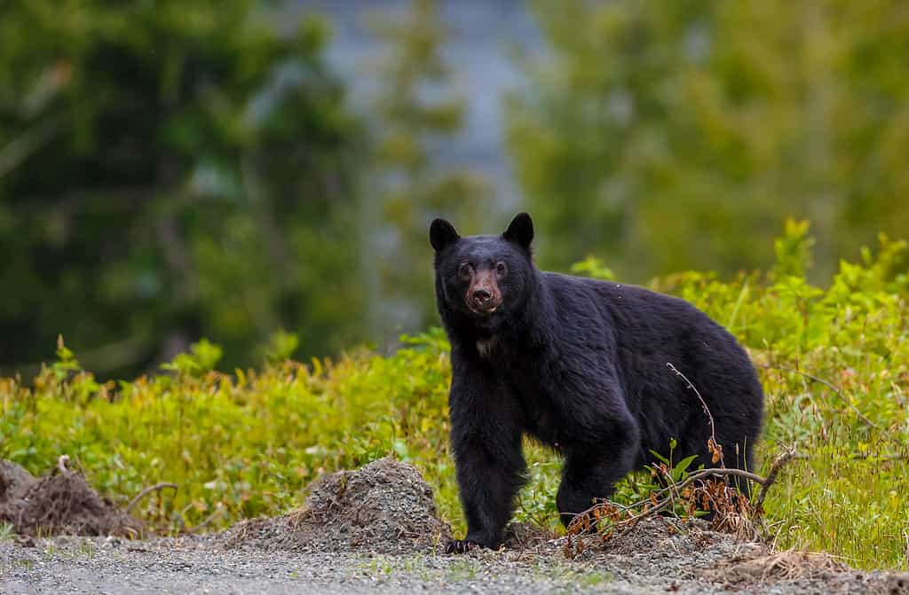 Orso nero