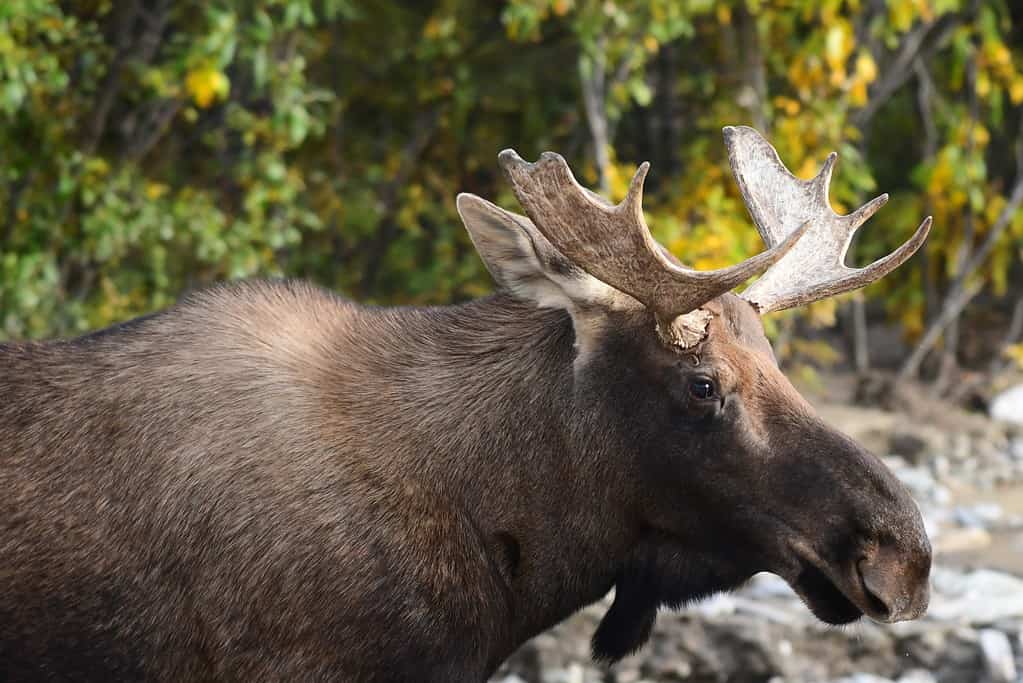 Alce toro dell'Alaska