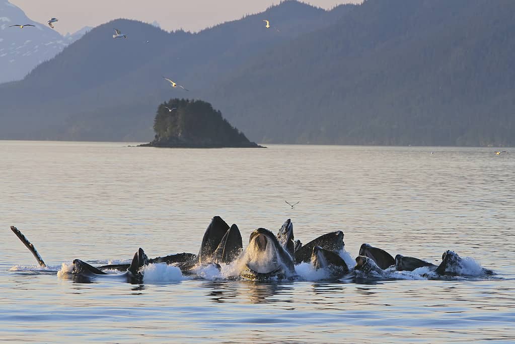 Le balene megattere si nutrono