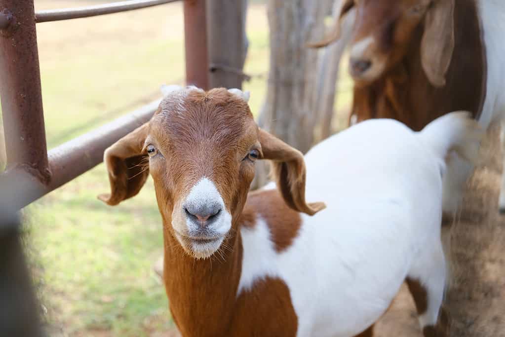 Capra contadina
