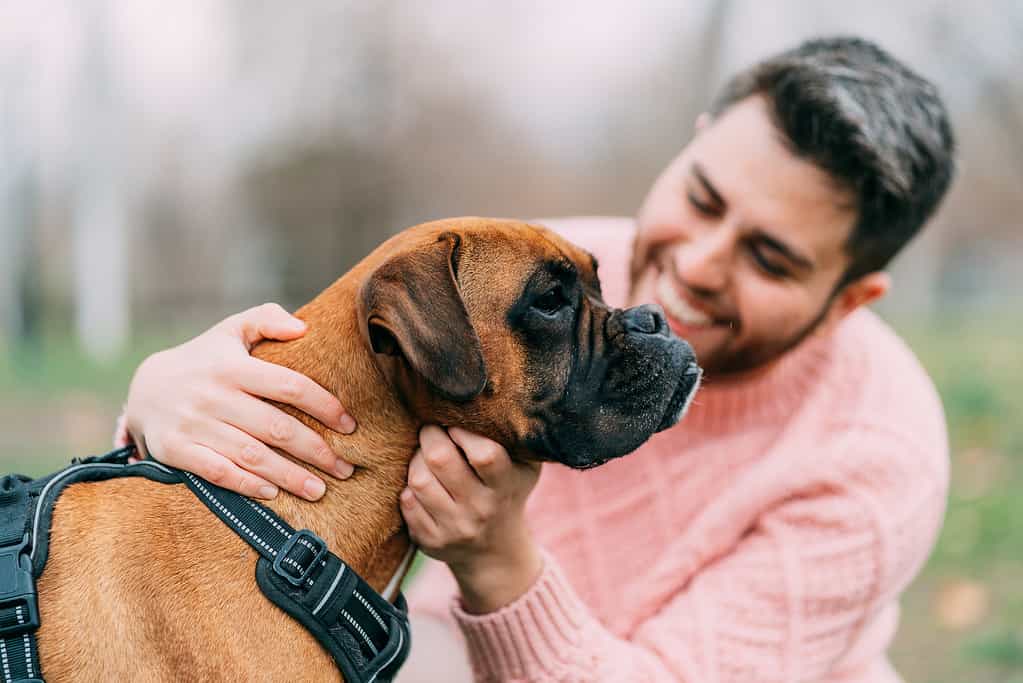 Razza di cane boxer con proprietario.