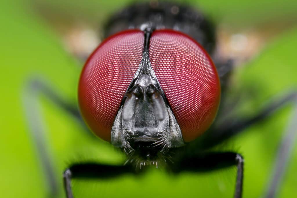 Colpo a macroistruzione della testa della mosca carnaria