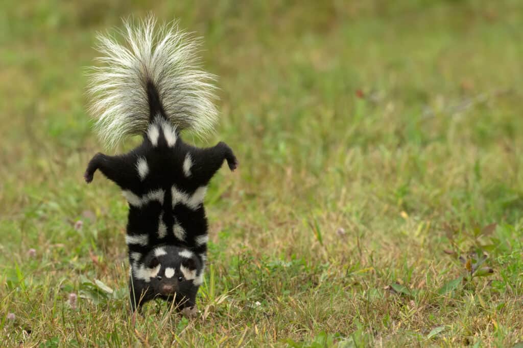 Puzzola maculata orientale