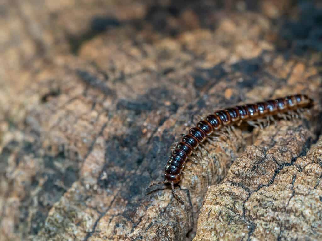 Lithobius forficatus, più comunemente noto come millepiedi marrone o centopiedi di pietra, è un millepiedi europeo comune della famiglia Lithobiidae