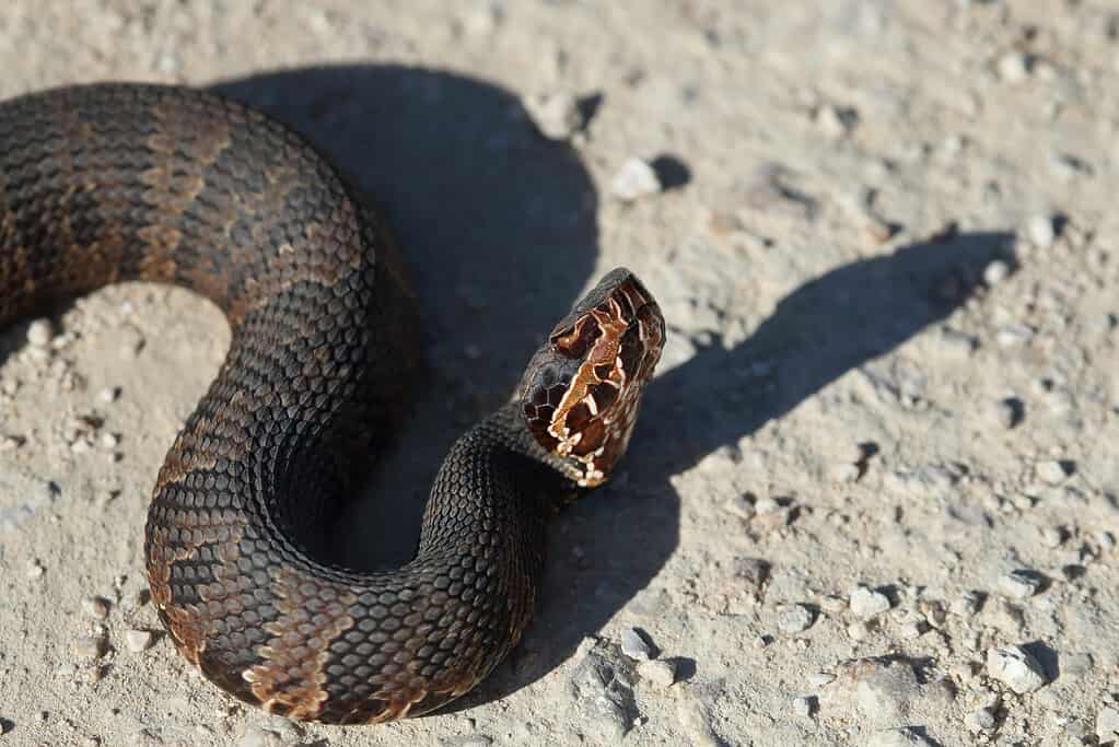 Bocca di cotone della Florida
