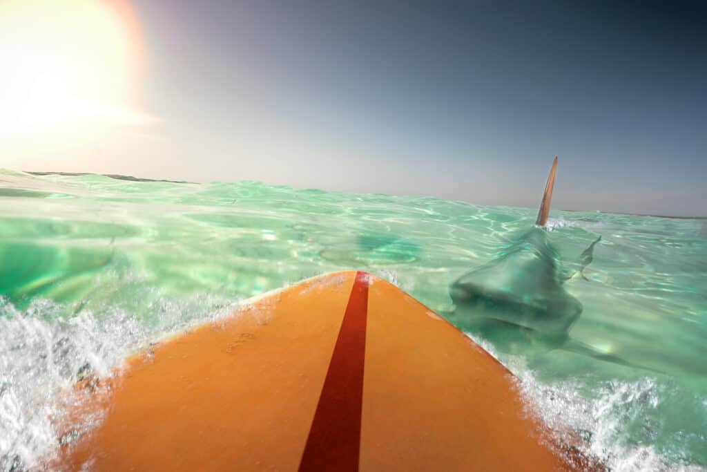 il surfista tocca lo squalo
