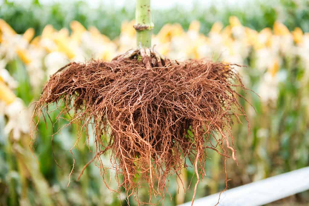 Sistema radicale fibroso