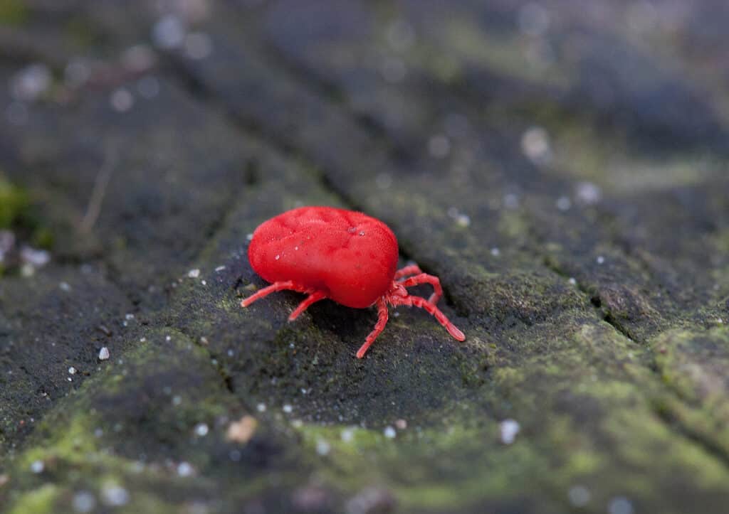 Chigger della famiglia Trombiculidae