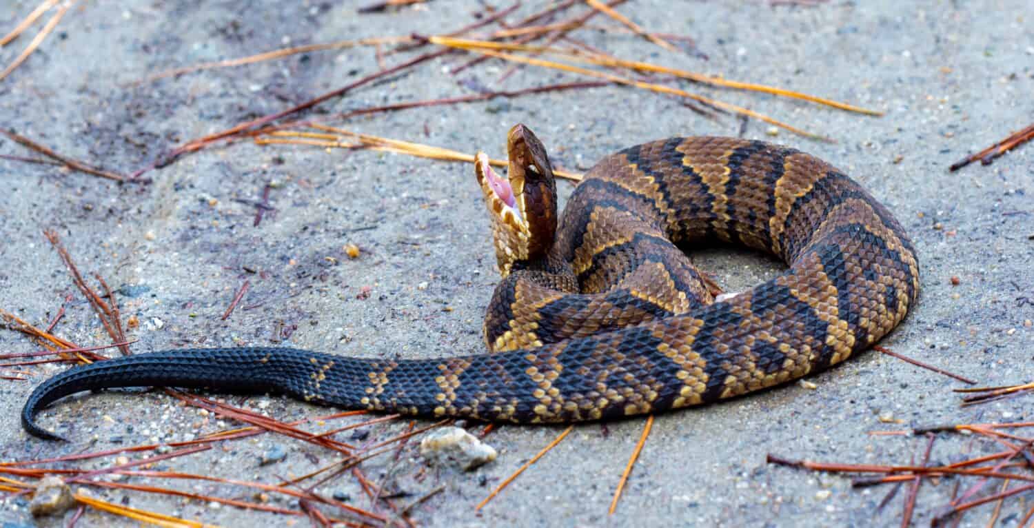 Serpente giovanile Cottonmouth che è velenoso e aggressivo 