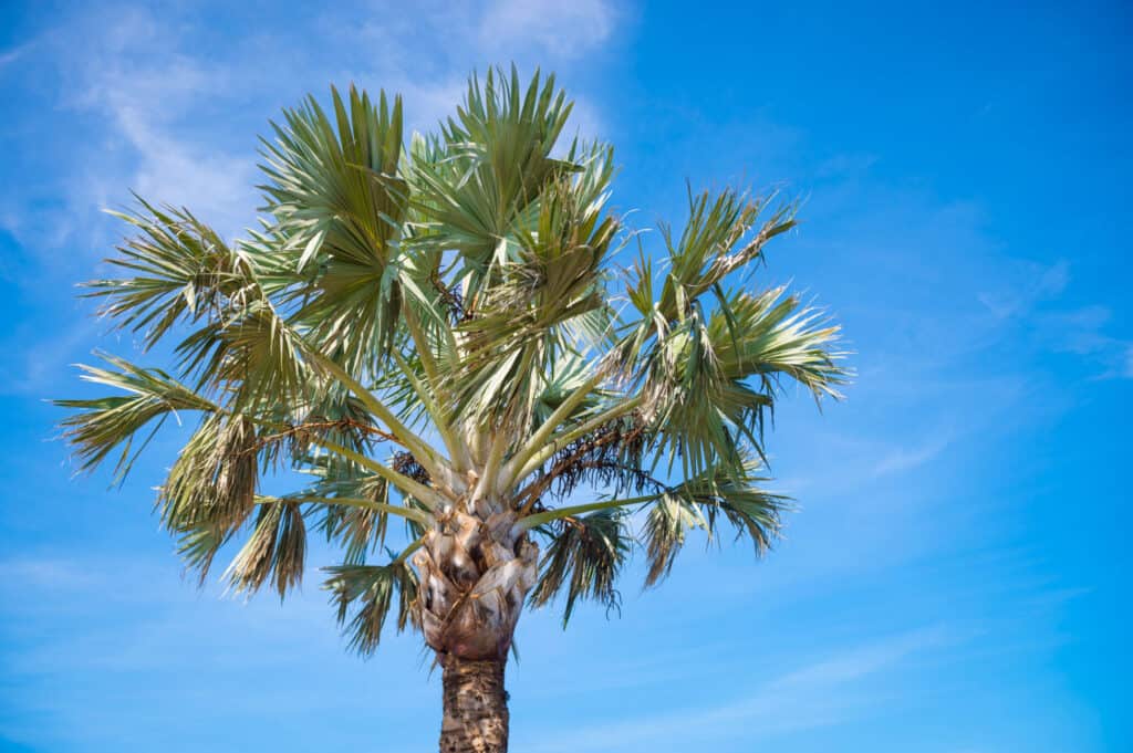 sabal palmetto palmo contro il cielo blu