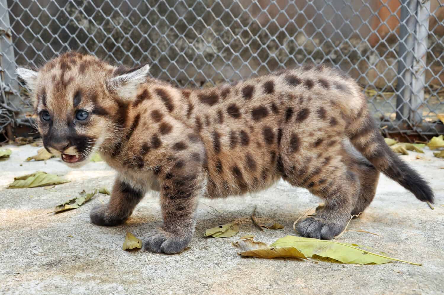 Quando nascono i puma, hanno le macchie, ma le perdono man mano che crescono e all'età di 2 anni e mezzo spariranno completamente