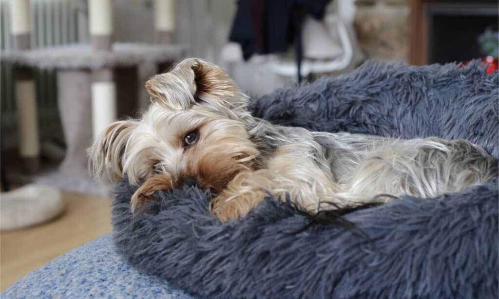 Yorkie in una cuccia