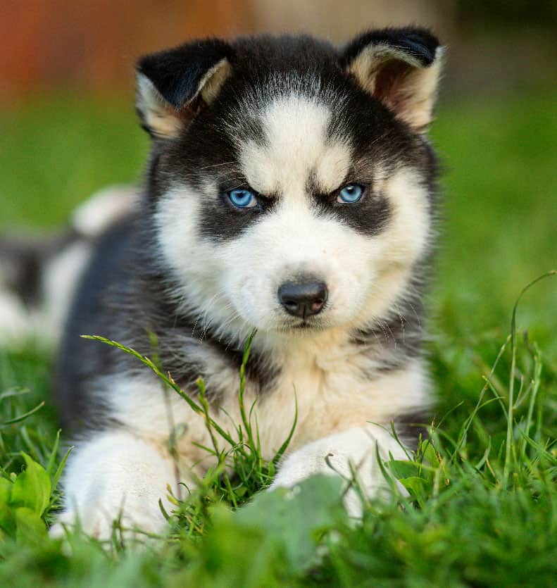Simpatico cucciolo di husky siberiano con gli occhi azzurri seduto nell'erba verde in una giornata estiva.