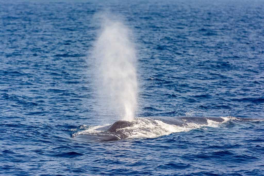 Una balenottera azzurra che soffia aria sulla superficie del mare