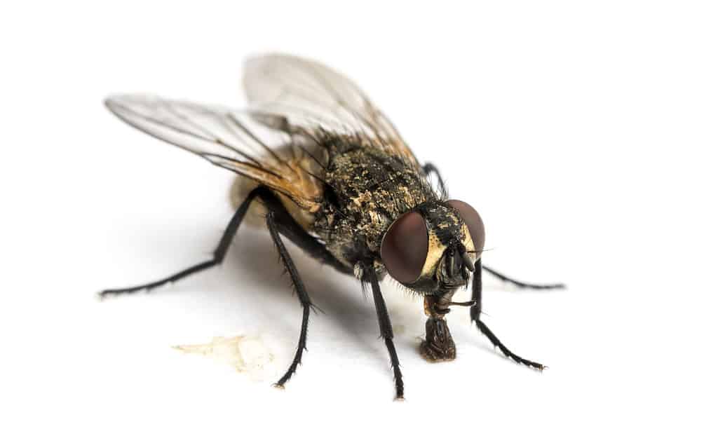 Mosca domestica