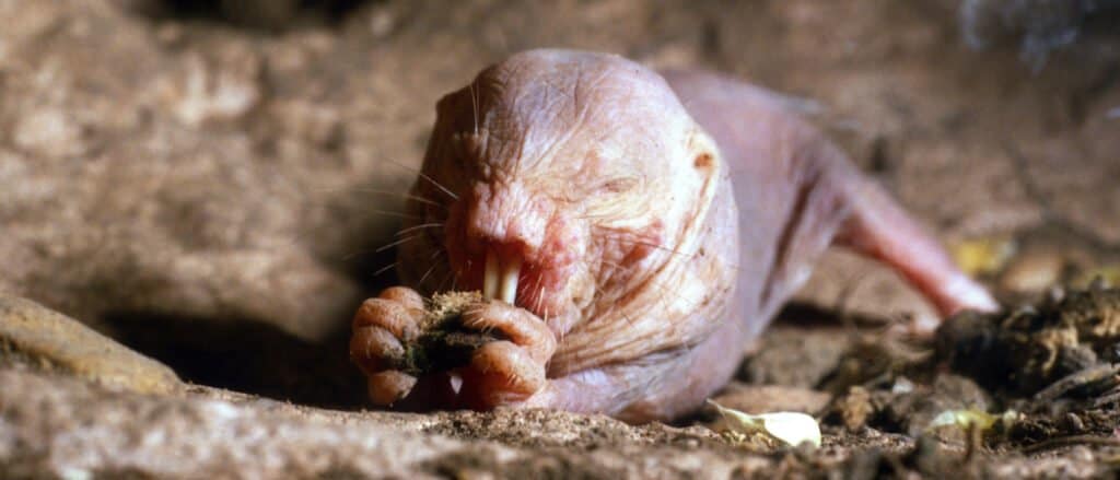 Animali ciechi – ratto talpa nudo