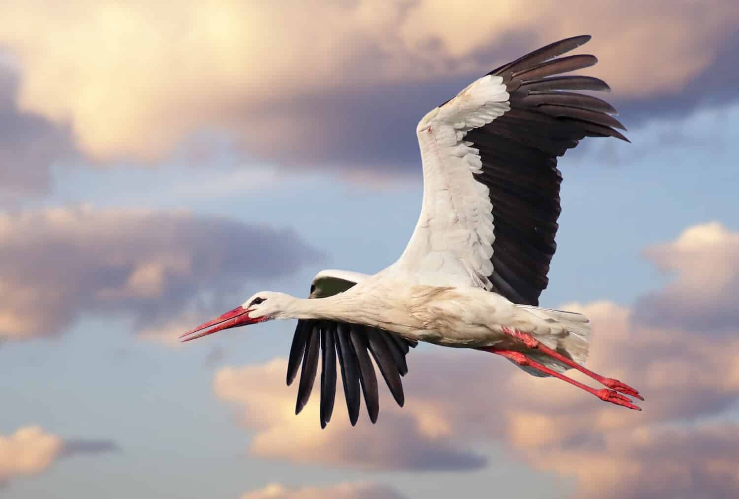Bella cicogna bianca (Ciconia ciconia) in volo con uno sfondo con cielo nuvoloso.  Ritratto di un uccello in volo dai colori vivaci.  