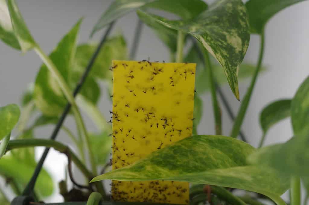 Moscerini del suolo attaccati al foglio appiccicoso giallo