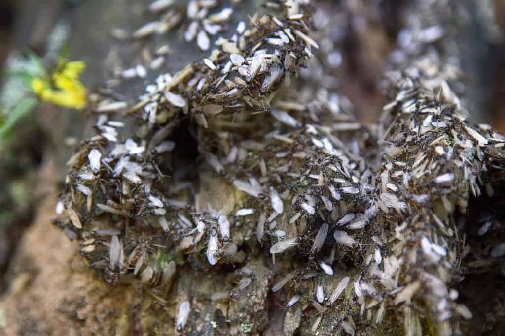 Preconnubio.  Sciame, volo di accoppiamento di formiche di legno.  La cosa più importante per ciò che vivono le formiche e per lavorare sodo.  Riproduzione di formiche, colonia di formiche.  Le femmine sono alate e hanno un'attività volatile