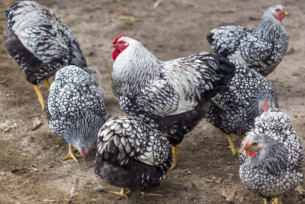 Gallo Wyandotte e galline nel recinto del cortile.