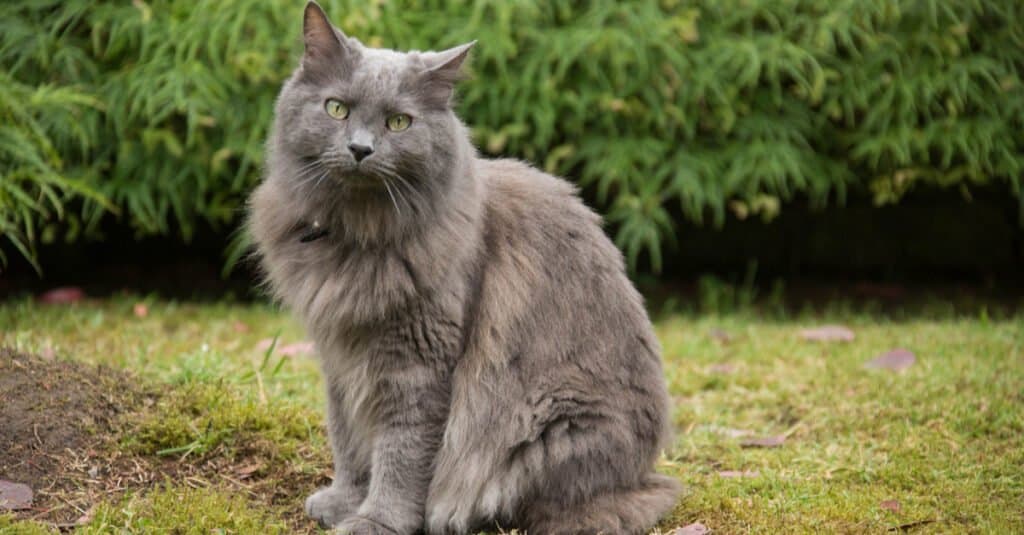 Nebelung seduto fuori nell'erba
