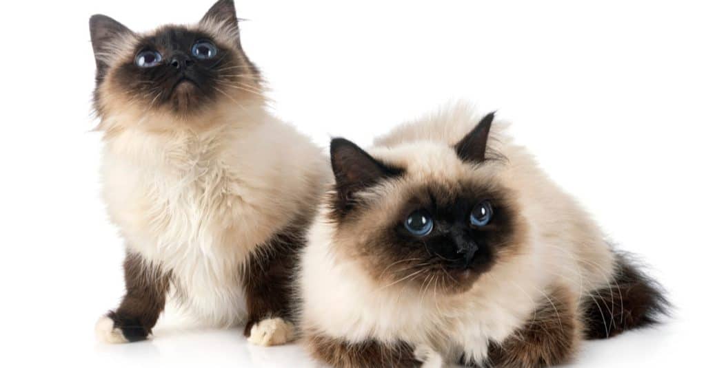 Gatti Birmani isolati davanti a uno sfondo bianco.