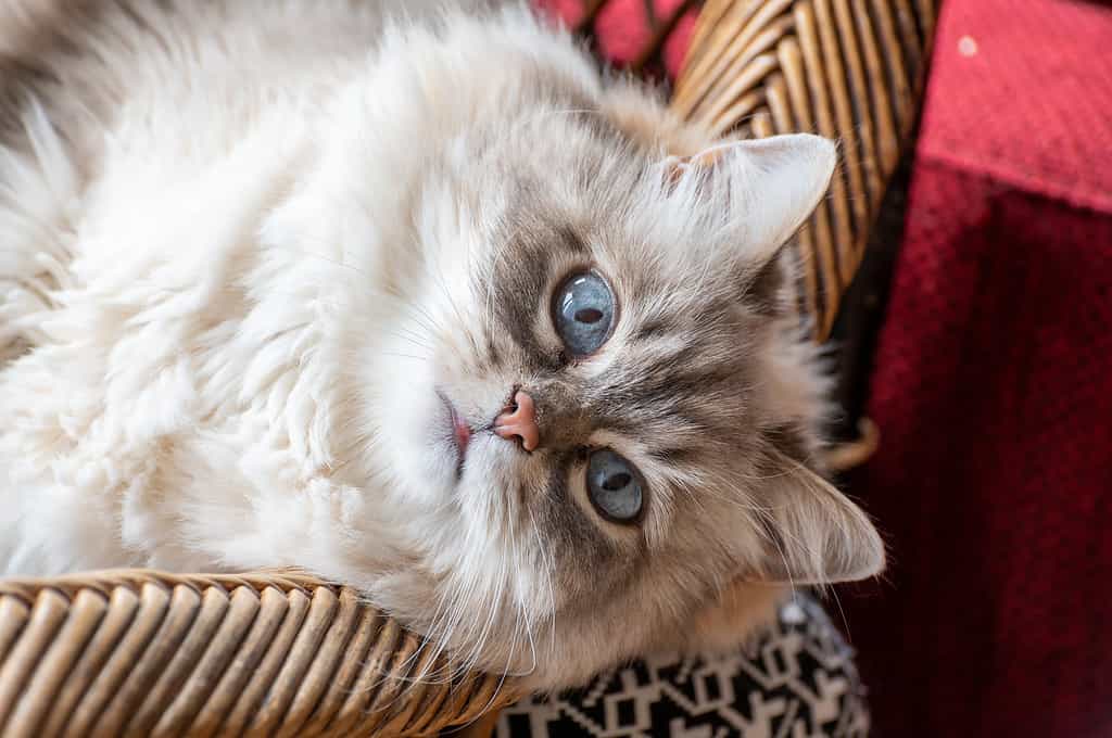 Gatto siberiano d'argento