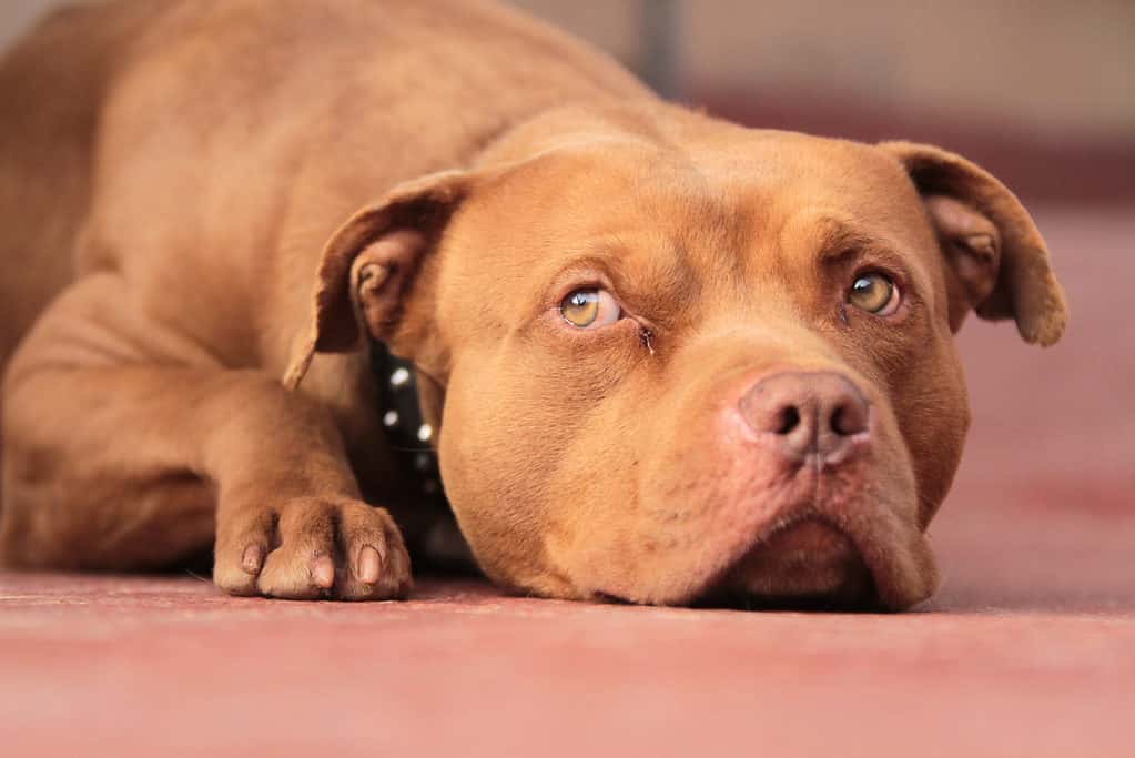Red Nose Pit Bull Alzando Lo Sguardo