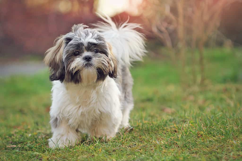 Cane shi tzu