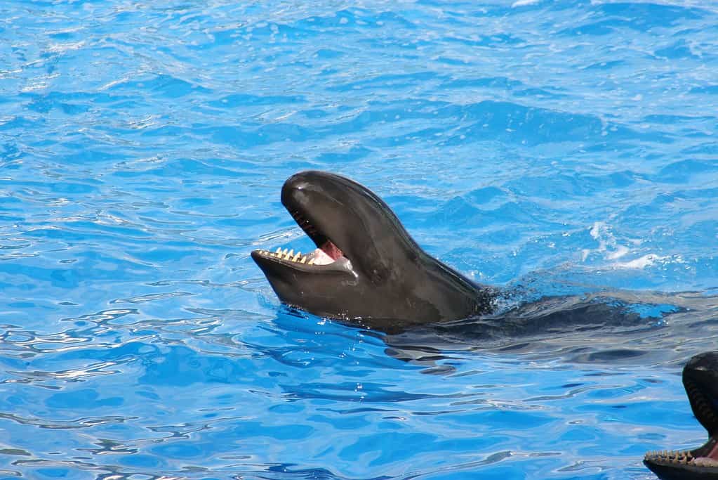 Una falsa orca assassina (Pseudorca crassidens)