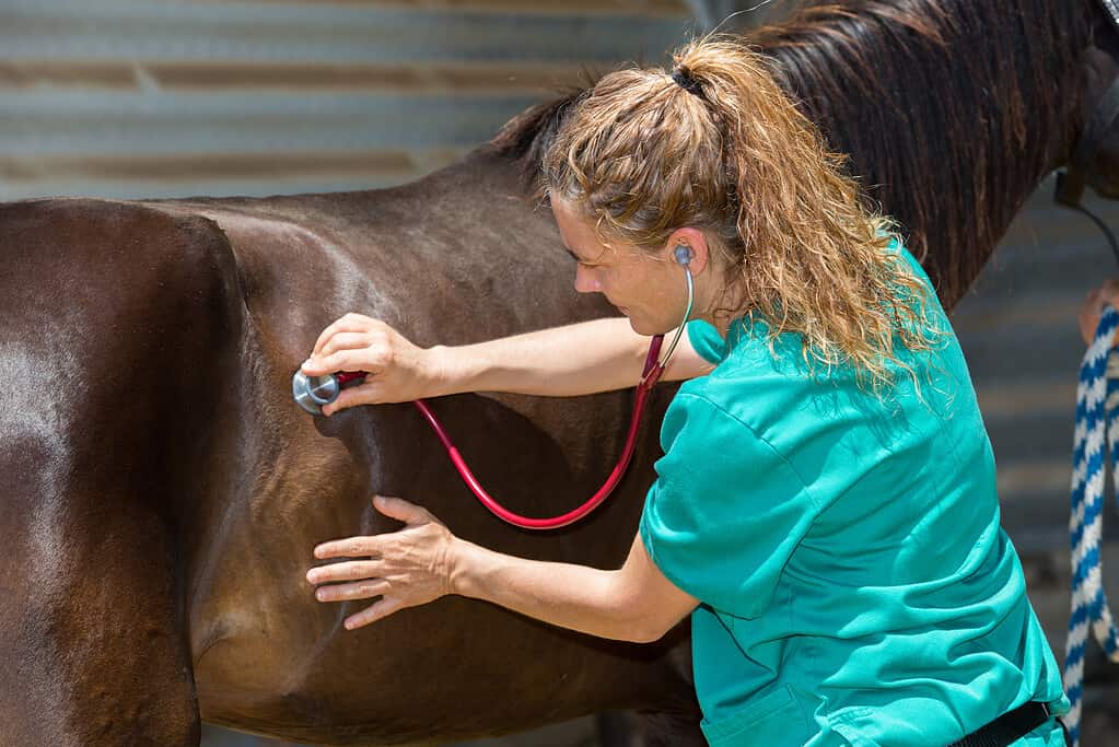 Veterinario del cavallo