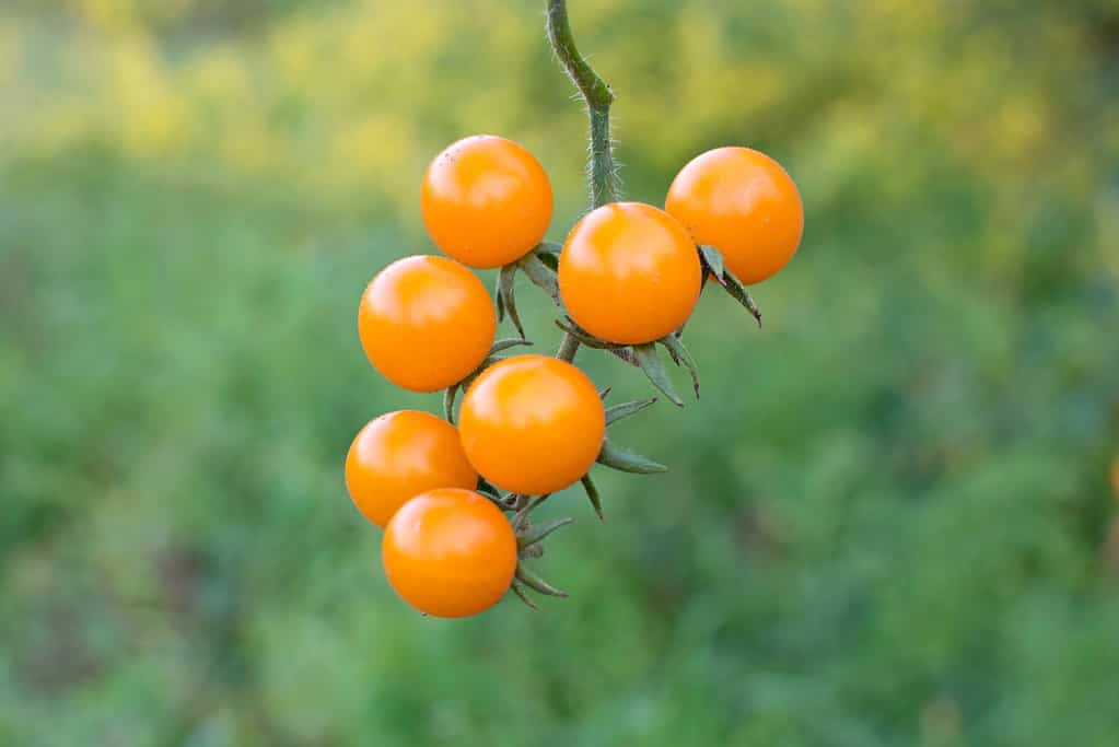 Rametto di pomodori selvatici in primo piano.  Pomodori su uno sfondo di erba verde.  Ramo di pomodorini gialli freschi in azienda agricola biologica.