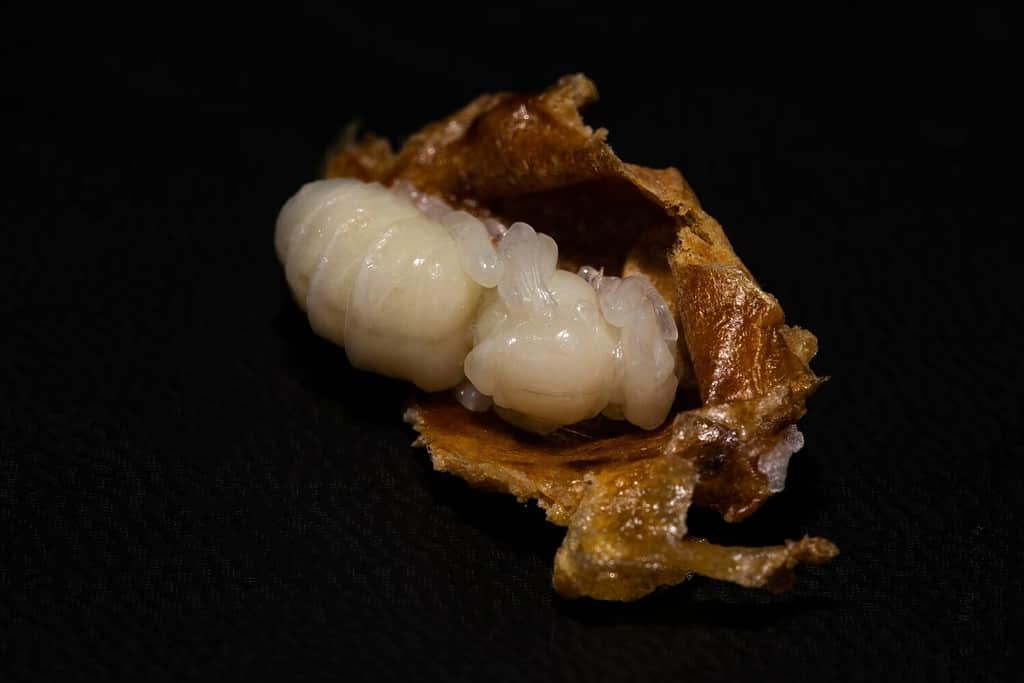 Un primo piano del torace di una pupa di ape regina Buckfast in un involucro di cera.