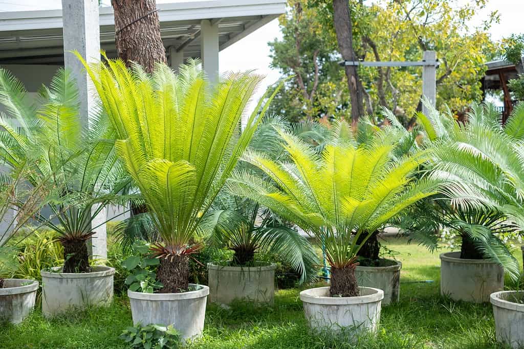 Palme da sago
