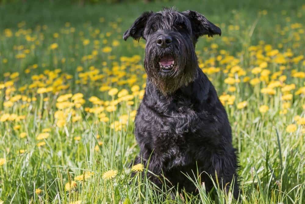 Schnauzer gigante