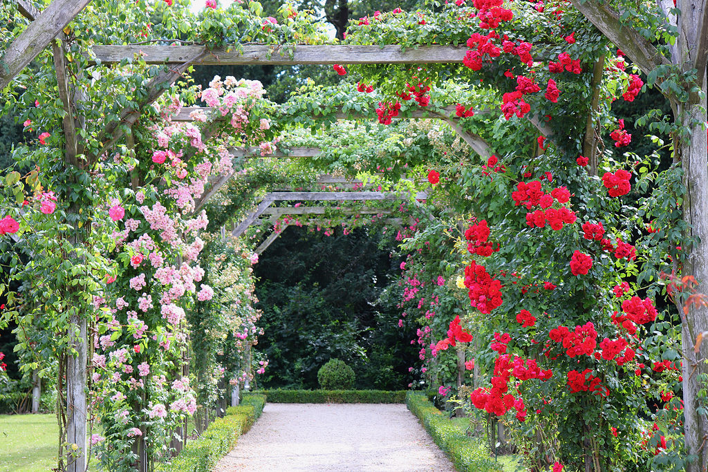 Varietà di rose rampicanti rosa e rosse che coprono una passerella di tralicci