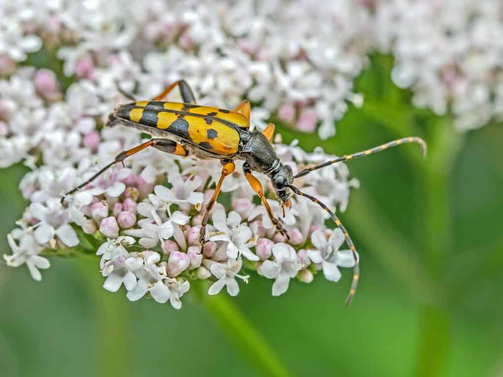 Scarabeo longhorn nero e giallo