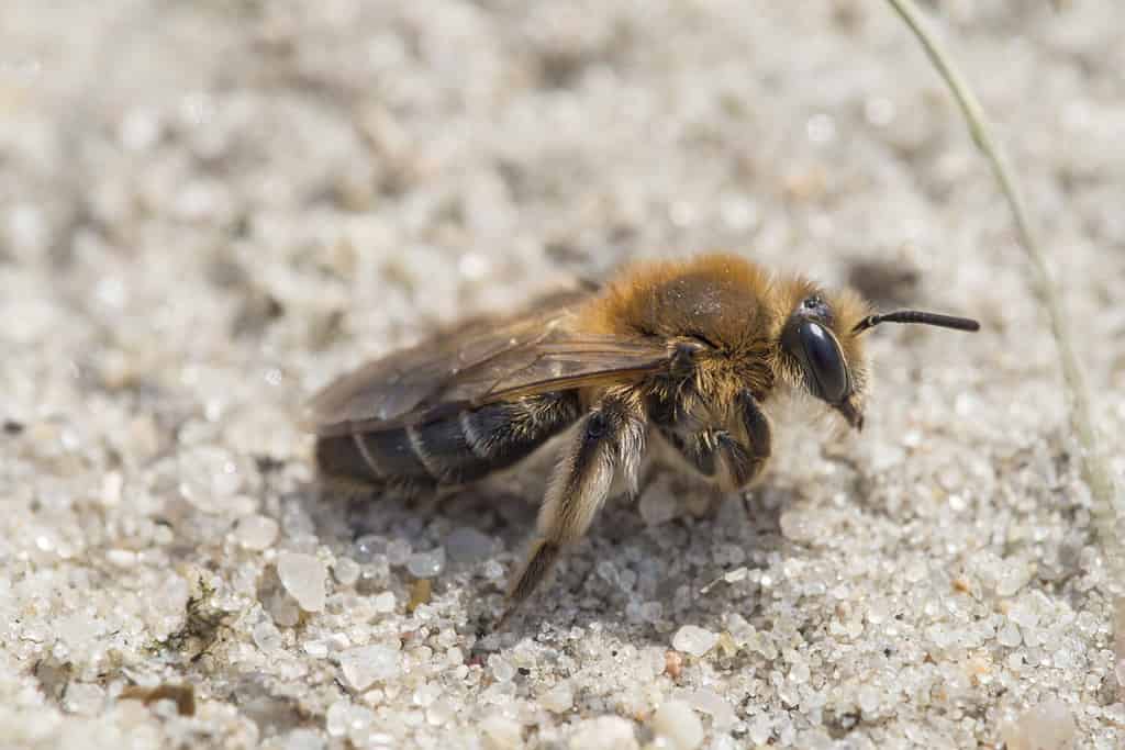 Ape mineraria - Andrena barbilabris