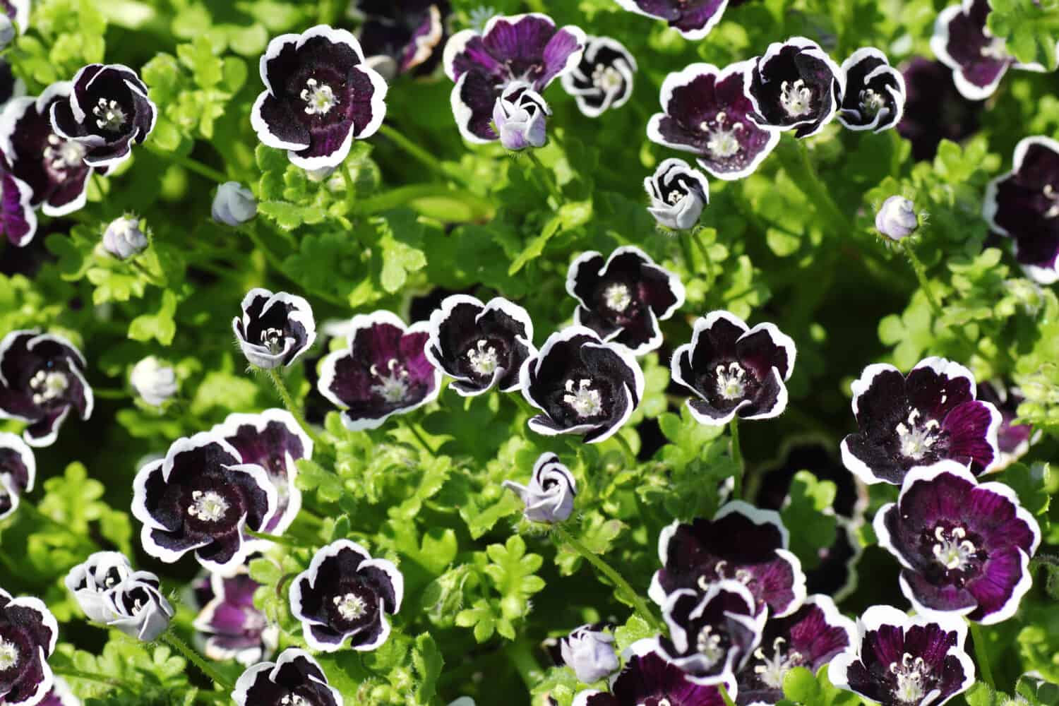Nemophila Menziesii Penny Black