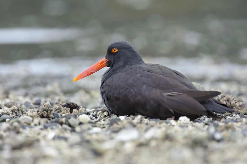 beccaccia di mare nera seduta sulla riva