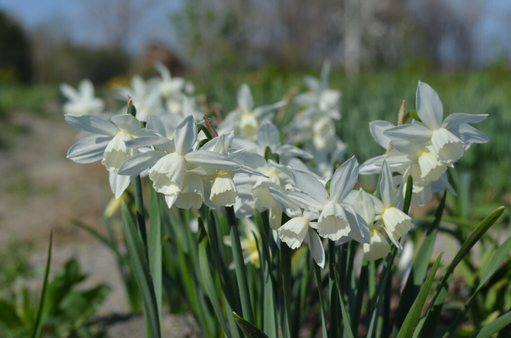 'Thalia' Triandrus narcisi