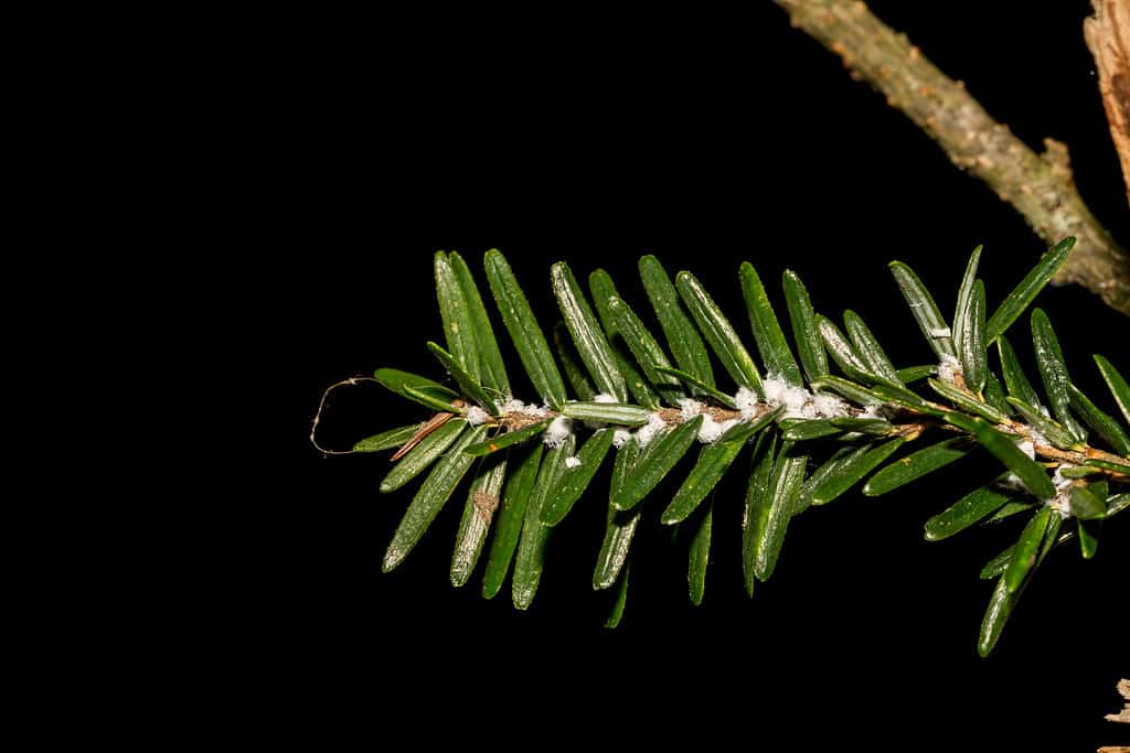 Hemlock lanoso Adelgid