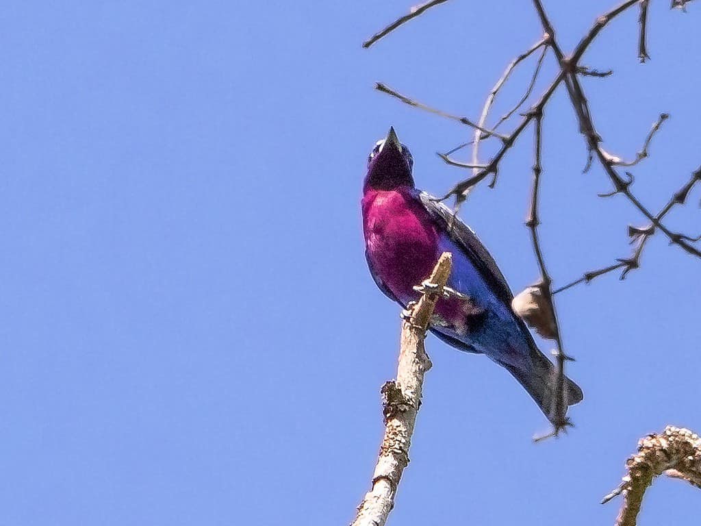 cotinga dal petto viola