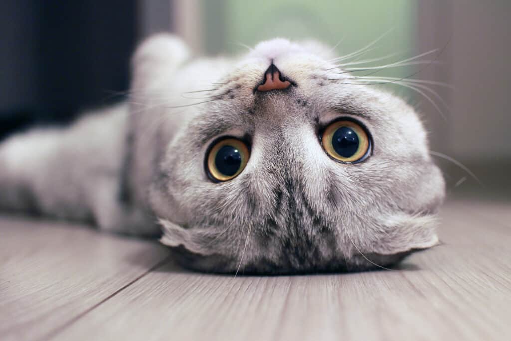 Gatto piega scozzese