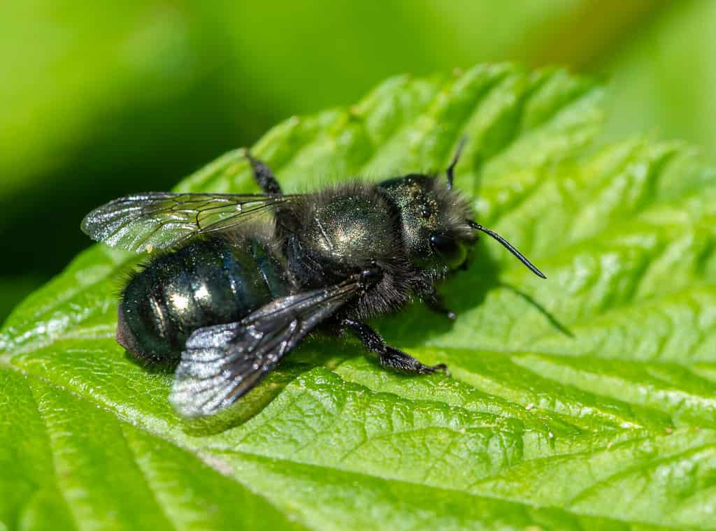 Mason Bee (Osmia lignaria) in appoggio su una foglia di Salmonberry