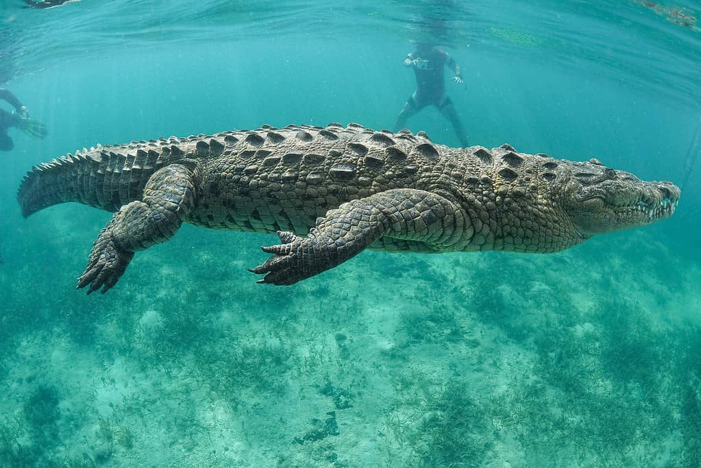 Coccodrillo americano che nuota sott'acqua
