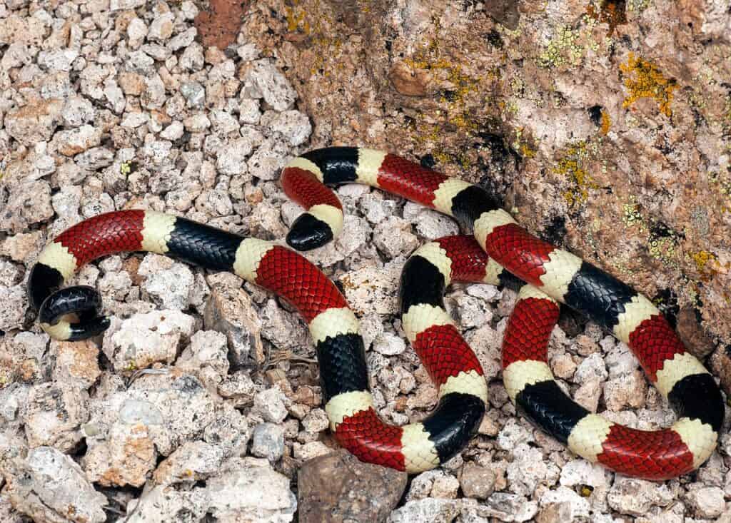 Serpente corallo dell'Arizona su terreno roccioso