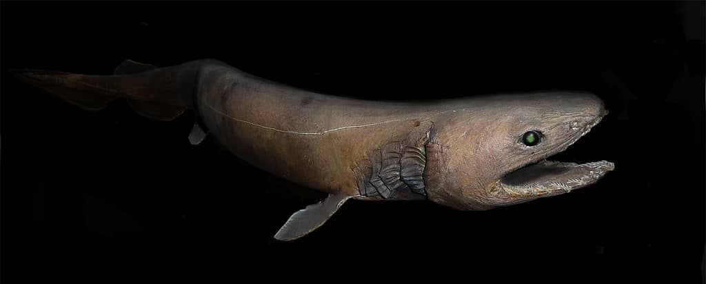 Squalo dal collare Chlamydoselachus anguineus