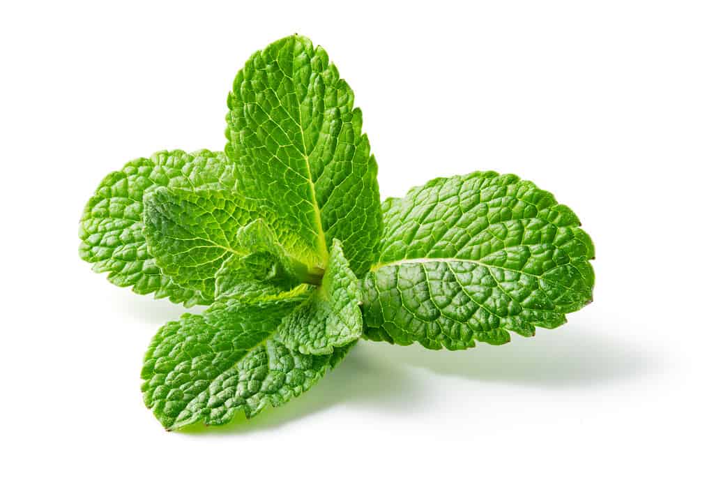 Menta fresca su sfondo bianco.